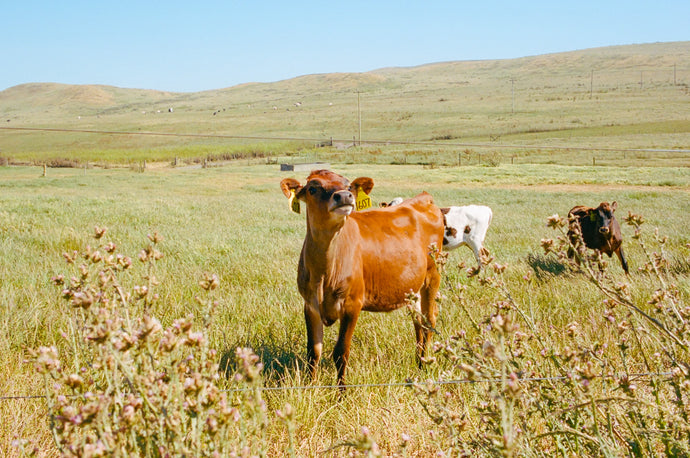 Point Reyes Cow Poster