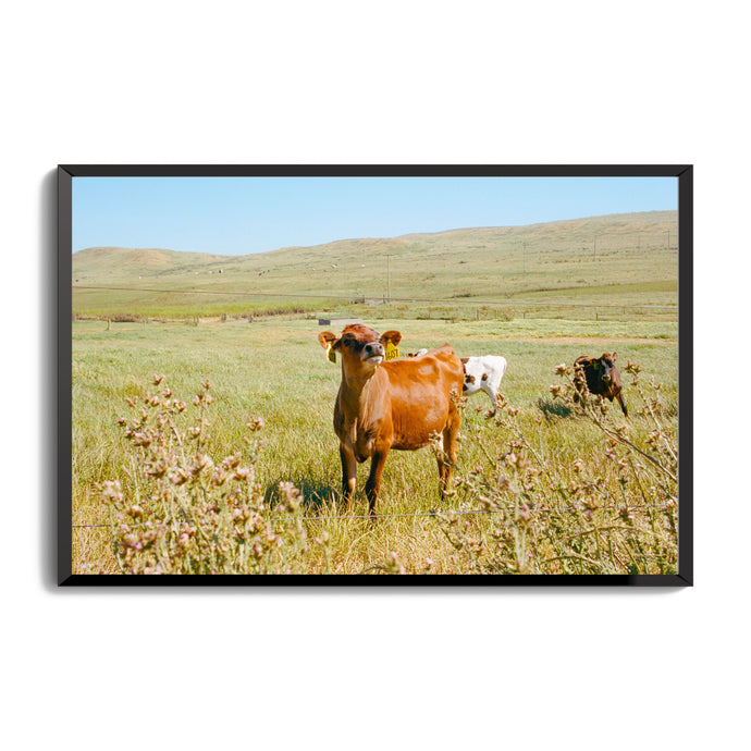 Point Reyes Cow 11x17 frame