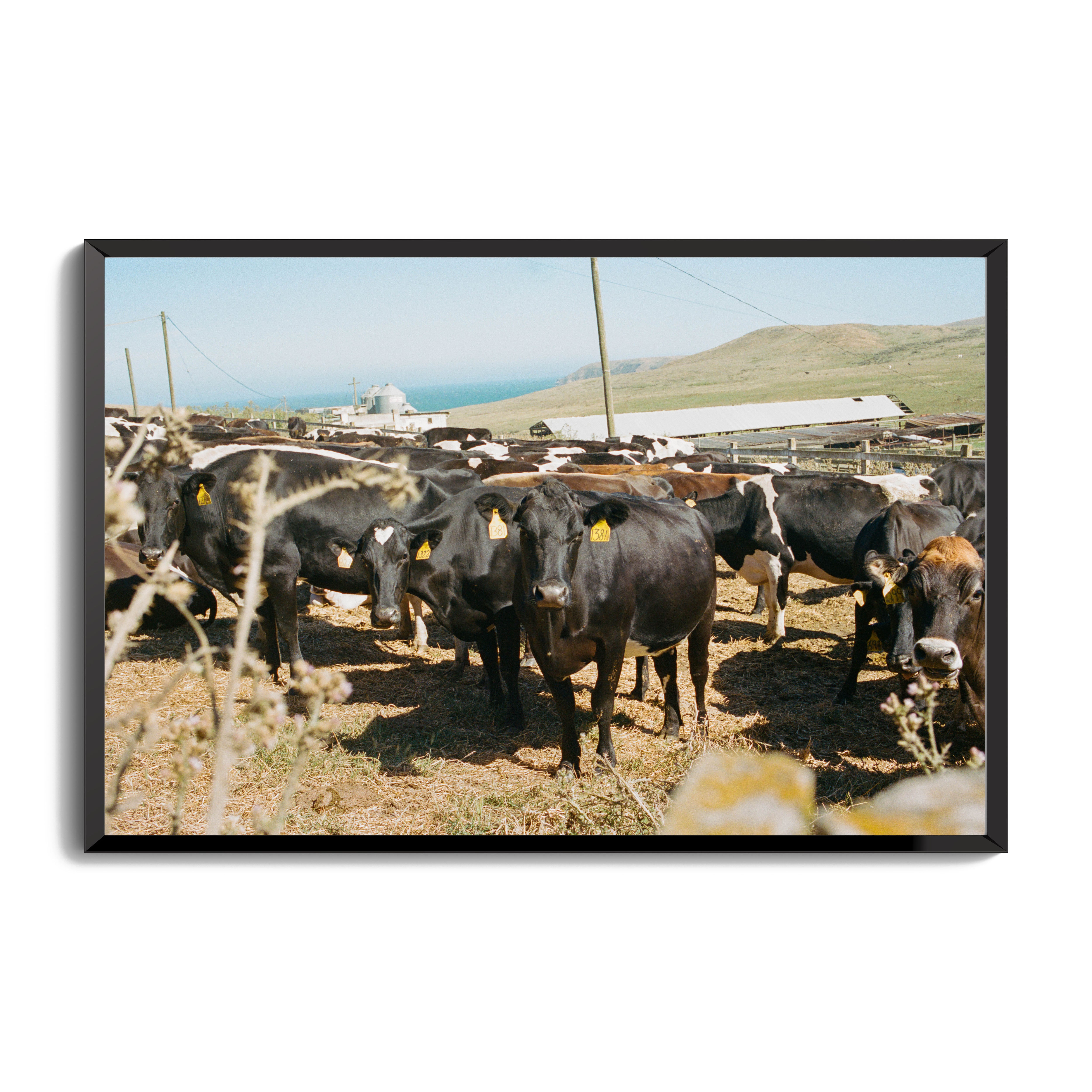 Point Reyes Cows 11x17 frame – dannyinclan